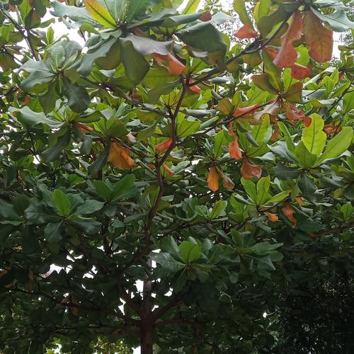 Jual Daun Ketapang Kering Kab Subang Raja Alfian Shop Tokopedia