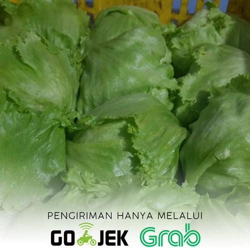 Jual Sayur Lettuce 1kg Sayuran Kebab Kota Bekasi Salsabila Mart Kebab Tokopedia