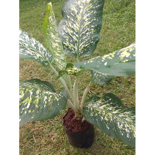 Jual Tanaman Keladi Bangkok Kab Bogor Flowergardeen Tokopedia