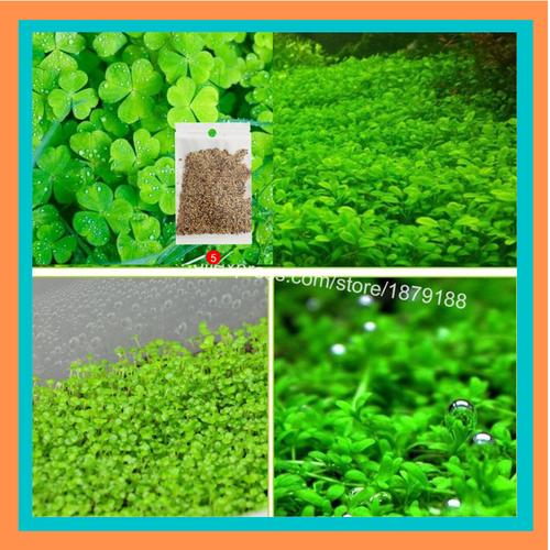 Jual Carpet Seed Bibit Rumput Air Dekorasi AquaScape Aquarium Karpet