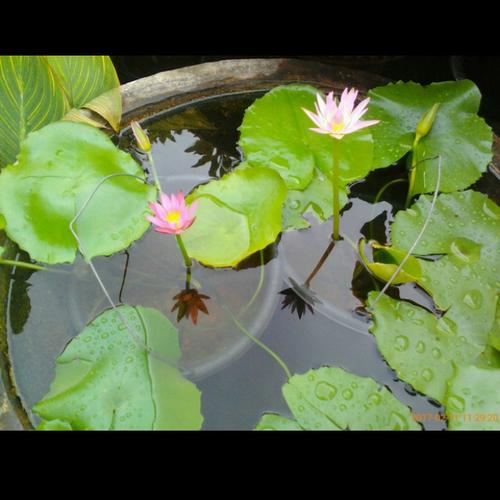 Jual Tanaman Air Teratai Bunga Pink Kab Bogor Anekatanaman Tokopedia