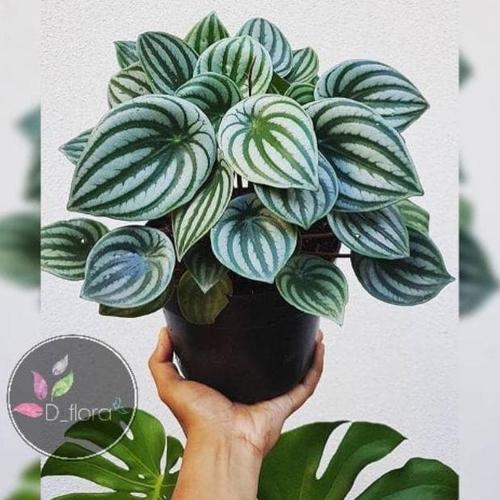 Jual Baru Tanaman Hias Peperomia Watermelon Peperomia Semangka Jakarta Barat Sekar Ndani Tokopedia