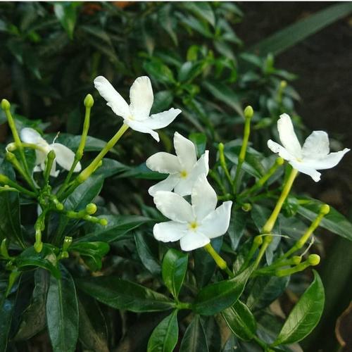 Jual Tanaman hias sabrina hijau - tanaman rembosa hijau - Bunga melati ...