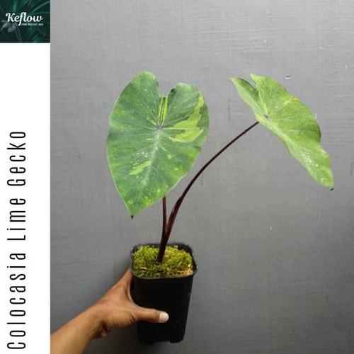Jual Terbaru Tanaman Hias Colocasia Lime Gecko Colocasia Variegata Kota Bekasi Jackmiler Mart Tokopedia
