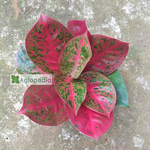 Foto Produk Aglonema Red Stardust - Stardust Merah⠀⠀ dari rumah aglo