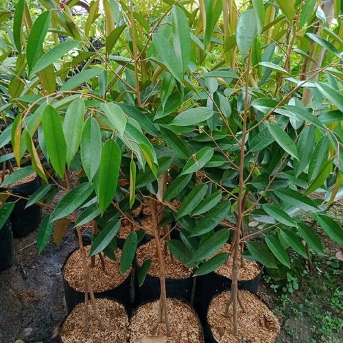 Jual Bibit Durian Duri Hitam Kaki 3 Tinggi 1 Meter Kota Metro Qeanu Store Tokopedia