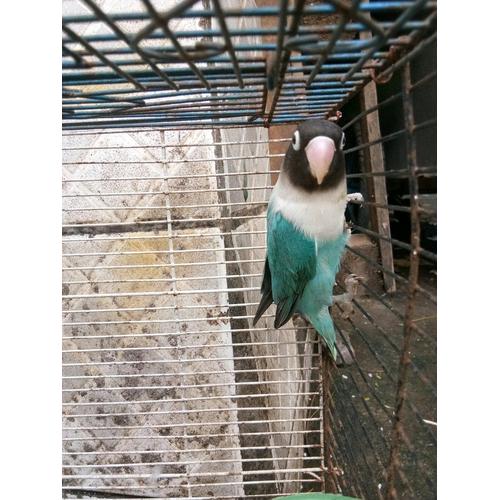 5600 Koleksi Gambar Burung Imut HD Terbaik