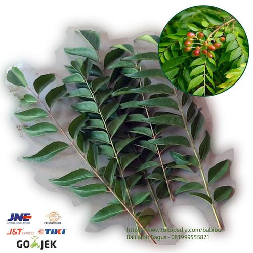 Jual Daun Kari Kare Salam Koja Segar Tanaman Obat Herbal Kota Denpasar Bali Bibit Bagus Tokopedia