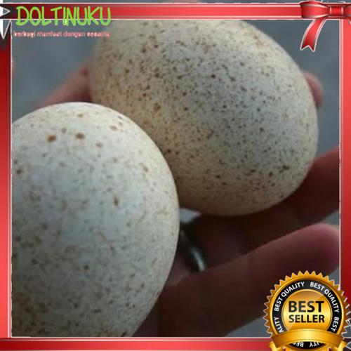 Jual Telur Ayam Kalkun Fertil Untuk Di Tetas Kan Termurah Kab Tulungagung Doltinuku Tkpd Jual Telur Ayam Kalkun Fertil Untuk Di Tetas Kan Termurah Kab Tulungagung Doltinuku Tkpd