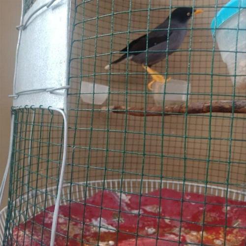 860 Gambar Burung Jalak Kebo HD Terbaik