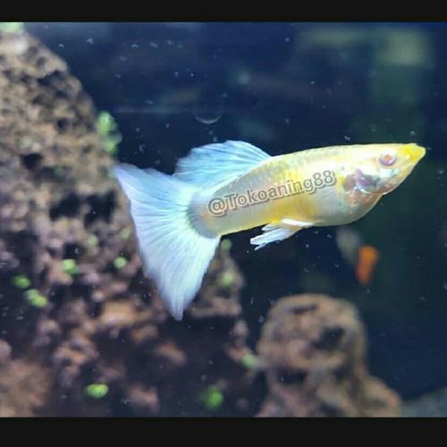Foto Produk Ikan Guppy / Gappy Platinum Albino Jerman dari tokoaning88
