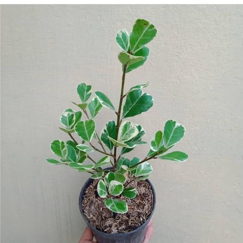 Porno usta va xizmatkor Qanday qilib fohishaga aylanganim haqidagi erotik hikoyalar