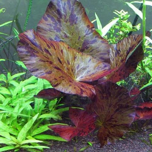 Foto Produk Hiasan Tiger Lotus dari aQualaku