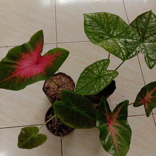 Jual Paket 4 Jenis Tanaman Hias Keladi Kota Depok Firza Flora Tokopedia