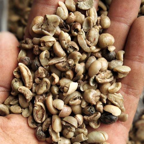 Gambar Greenbean Undergrade/Pixel Robusta Dampit 1Kg dari KOPI MAHAGADING Kab. Malang Tokopedia