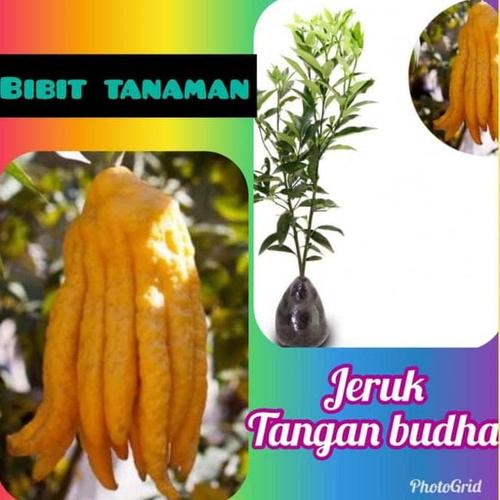 Jual Bibit Tanaman Jeruk Tangan Buddha Jari Dewa T3nar Kota Surakarta Tukang Bibit Tanaman Tokopedia