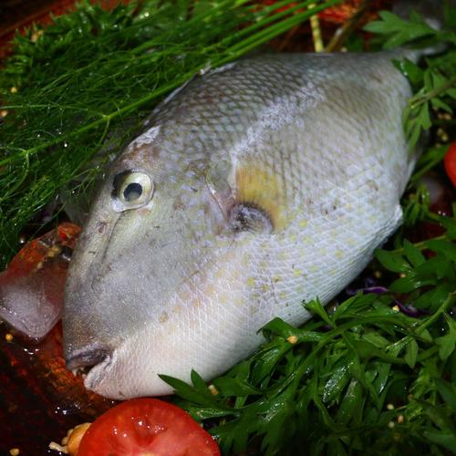 Foto Produk Ikan Pakol / Ayam-Ayam dari Berkat Dua Ikan Seafood