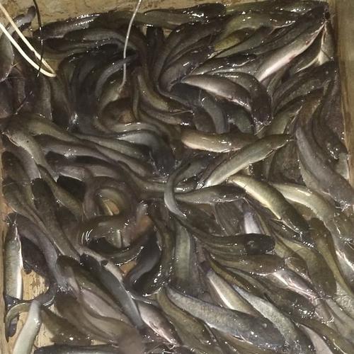 Foto Produk Ikan lele Segar Hidup 1KG dari N'CEX AQUATICS
