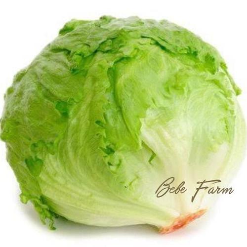 Jual Lettuce 500gr Kota Bandung Bebe Farm Tokopedia