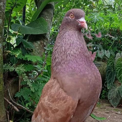 58 Gambar Burung Dara Gratis Terbaik