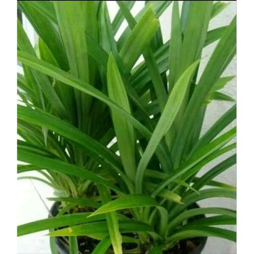 Jual Jual Ready Daun Pandan Wangi Per 100gram Asli Tanpa Efek Samping Jakarta Barat Apotek Herbalmanjur Tokopedia