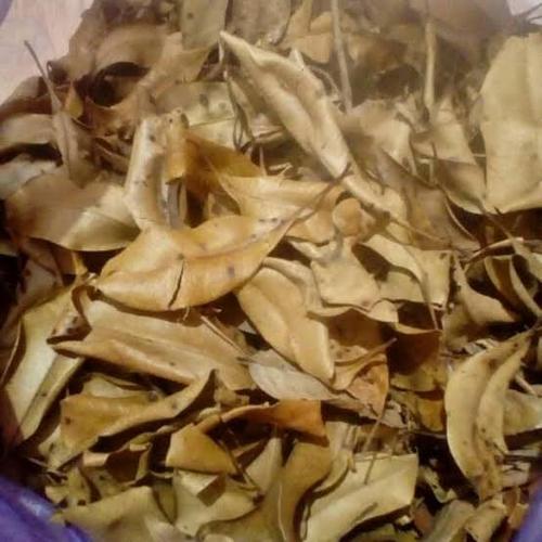 Foto Produk 5000 ml - Minyak daun cengkeh / Clove leaf oil dari pavettia essential oil