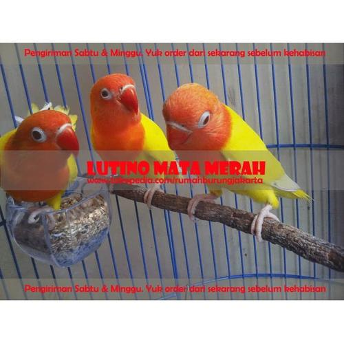 Daftar Harga Burung Lovebird Terbaru 2021 Lengkap Semua Jenis Portal Informasi Kicau Mania Indonesia Terpercaya
