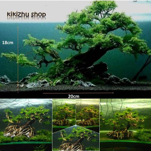 Jual pohon bonsai aquascape aquarium split halve Kota Tangerang