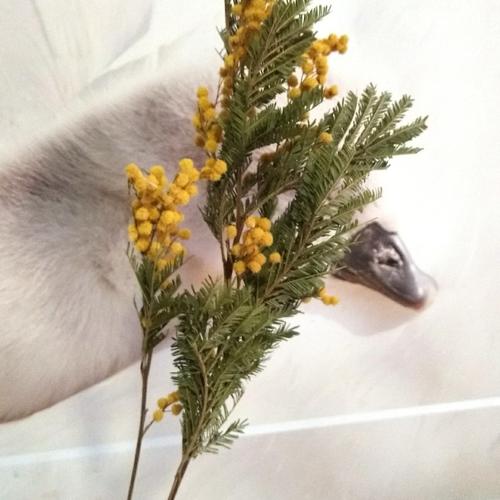 Foto Produk Dried flower Mimosa yellow / preserved flower dari foliage