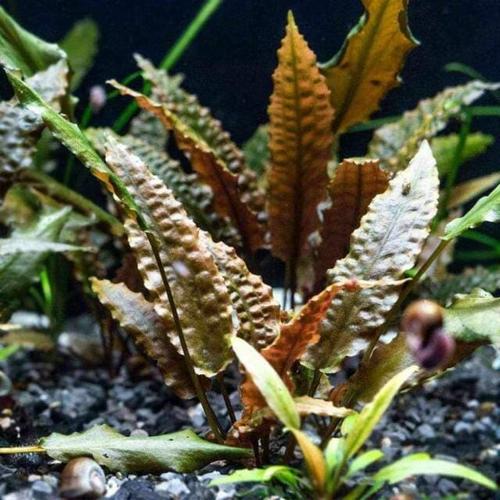 Foto Produk Cryptocoryne Wendtii Brown - Tanaman Aquascape dari dit farm