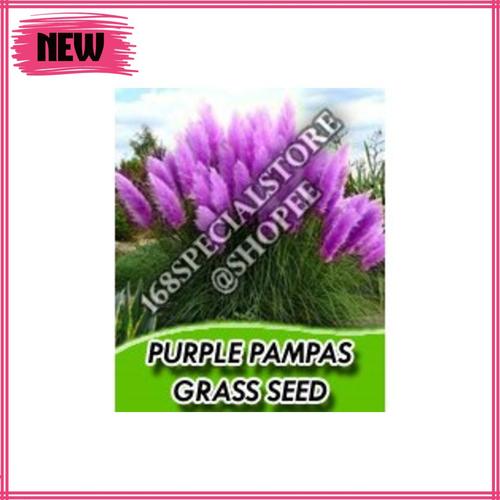 purple pampas grass