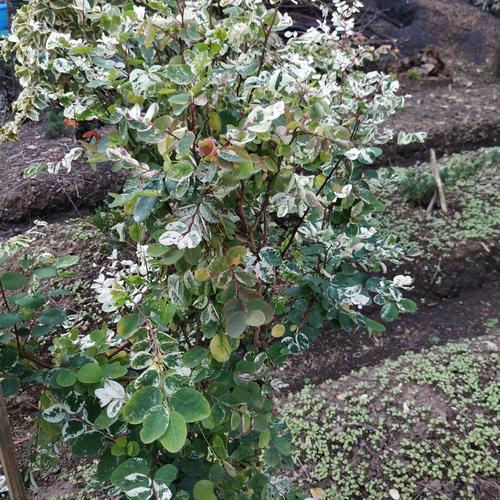 Jual Bahan Bonsai Ileng Ileng Variegata Unik Langka Kota Batu Nirvana Flora Tokopedia