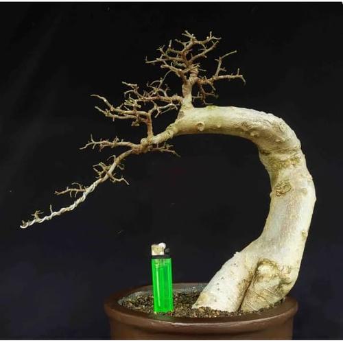 Jual Bonsai Serut Dn1100t500 Style Gaya Ekstrim Bunjin Unik Matang Kota Surakarta Djati Karya Tokopedia