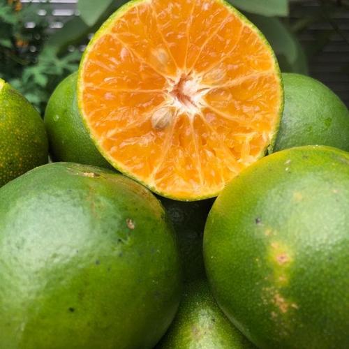 Foto Produk Buah Jeruk Siam Segar 1kg - Jeruk Peras Manis dari Halona Utama