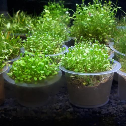 Foto Produk Tanaman Aquascape " Glosso " Cup dari Nagatawa Ornamental Fish