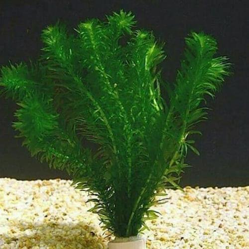 Foto Produk Tanaman Aquascape " Hidrilla " Per Pot dari Nagatawa Ornamental Fish