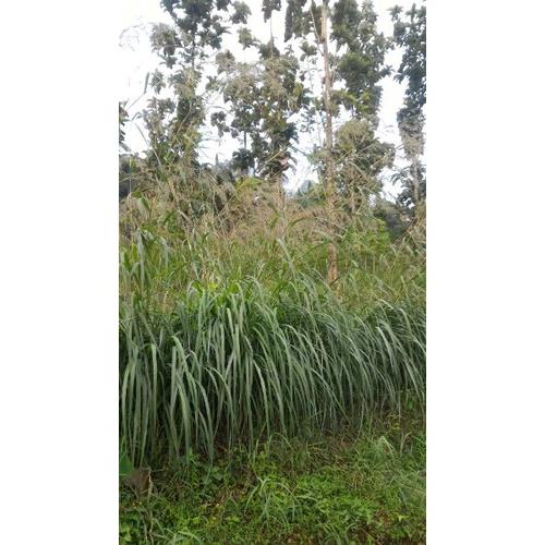 Jual Kembang Serai Wangi Bunga Serai Merah Jakarta Barat Tokozara21 Tokopedia
