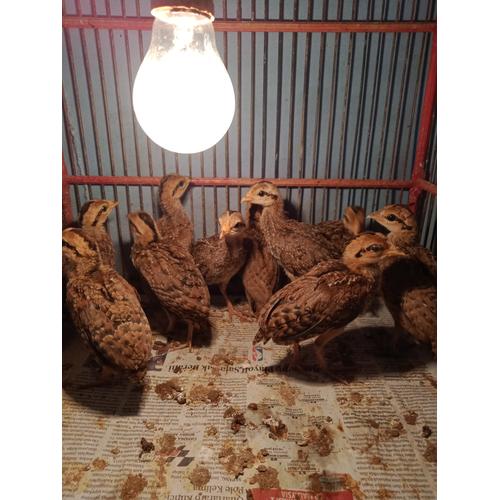 Jual Ayam Hutan Hijau Jakarta Pusat Doc Ayam Hutan Hijau Tokopedia