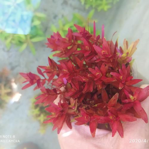 Foto Produk rotala blood red dari Ariaquatic