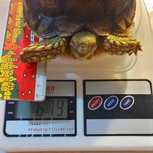 Foto Produk sulcata dari Dian's