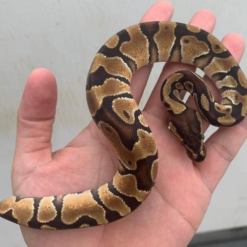 Jual Ball Python Enchi Male Kab Tangerang Fashionfvcker Tokopedia - What Bedding Do Ball Pythons Need Jual Ball Python Enchi Male Kab Tangerang Fashionfvcker Tokopedia - What Bedding Do Ball Pythons Need