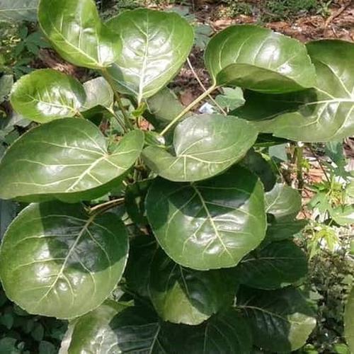Foto Produk pohon daun mangkokan dari taman istana