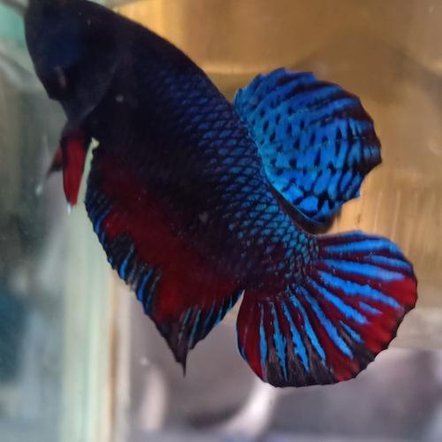 Jual ikan cupang adu Jakarta Timur shasi cupang Tokopedia