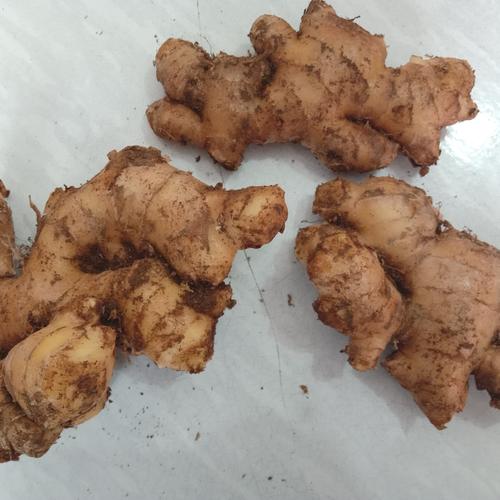 Foto Produk Jahe Gajah / Jahe Putih Fresh dan Segar 500gram dari Hijab_Amira