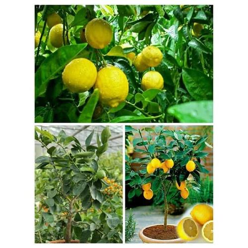 Bibit Jeruk Lemon Tea Sudah Berbuah - Tanaman Siap Berbuah Lebat