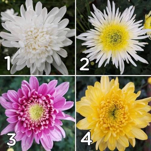 Jual Bunga Aster Krisan Asli Segar 10 Tangkai Kab Bandung Barat Peach Florist Tokopedia