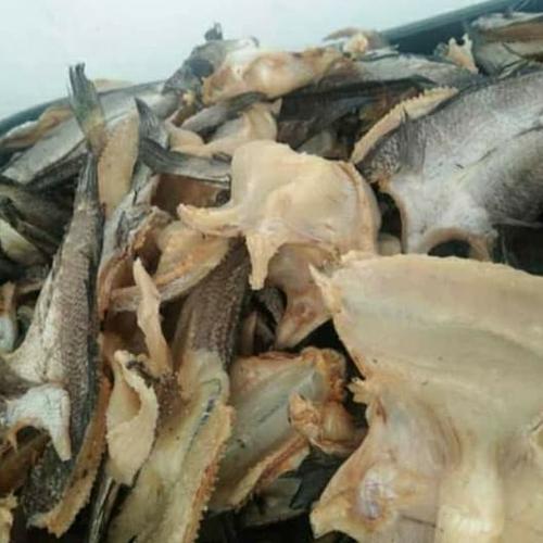 Jual Ikan Haruan Gabus Asin Sungai Kalimantan Kota Palangkaraya Borneoindonesia Tokopedia