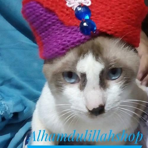 Foto Produk turban untuk kucing dari alhamdulillahshop