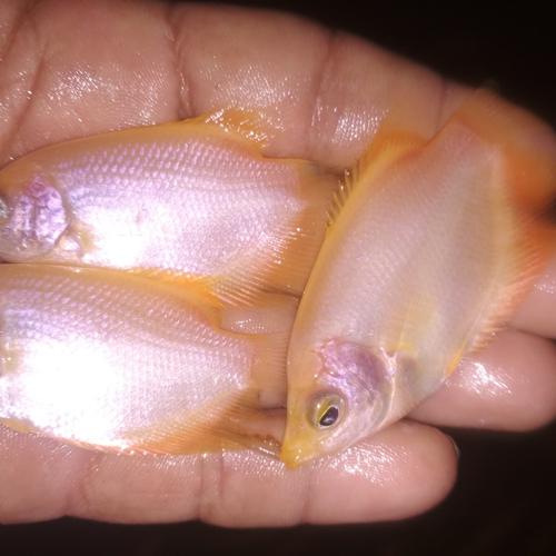 Foto Produk gurami padang nyilet dari sabila fish farm