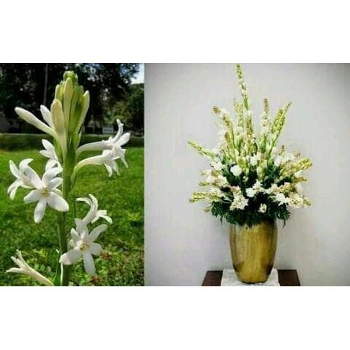 Jual Bibit Tanaman Bunga Sedap Malam Pket 3pcs Kab Bandung Dekorrumahshop Tokopedia